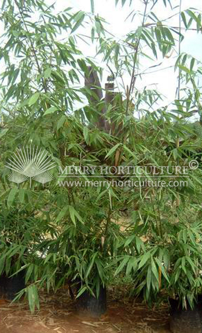 Bambusa vulgaris green
